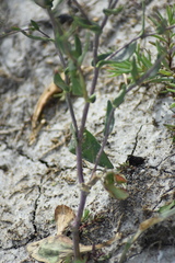 Lepidium cartilagineum