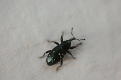 Aulacobaris