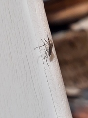 Psorophora cyanescens