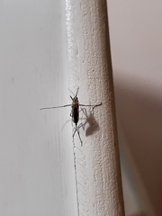 Psorophora cyanescens