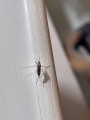 Psorophora cyanescens