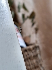 Psorophora cyanescens