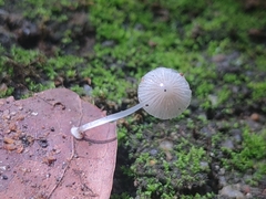 Mycena stylobates