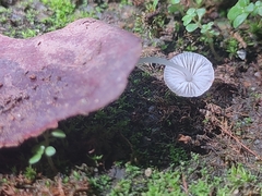 Mycena stylobates