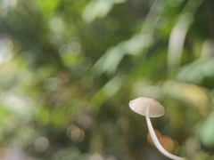 Mycena stylobates