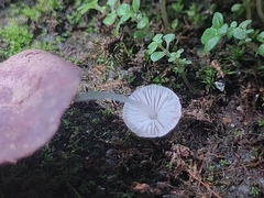 Mycena stylobates
