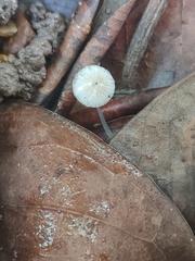 Mycena stylobates