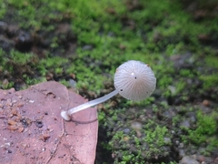 Mycena stylobates