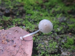 Mycena stylobates