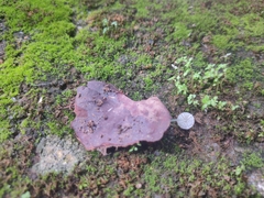 Mycena stylobates