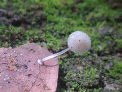 Mycena stylobates