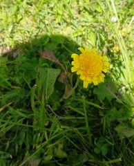 Leontodon caucasicus