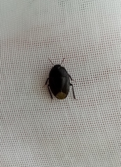 Macroscytus brunneus