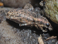 Sitona humeralis