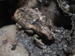 Sitona humeralis