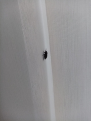 Macroscytus brunneus