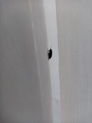 Macroscytus brunneus