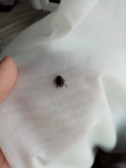 Macroscytus brunneus