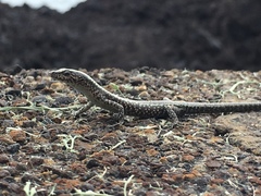 Cryptoblepharus poecilopleurus
