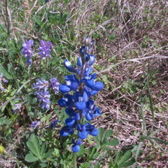 Lupinus subcarnosus