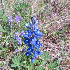 Lupinus subcarnosus