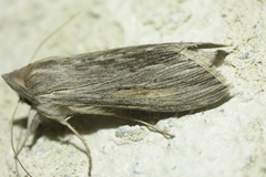 Cucullia umbratica