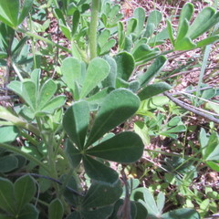Lupinus subcarnosus