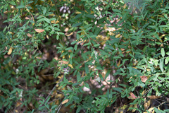 Rhinotropis cornuta fishiae