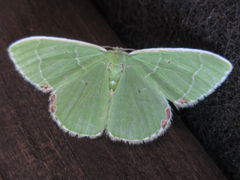 Comibaena nigromacularia