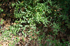 Rhinotropis cornuta fishiae