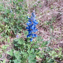 Lupinus subcarnosus
