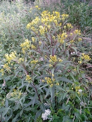 Senecio ovatus