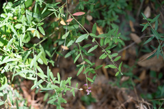 Rhinotropis cornuta fishiae