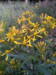 Senecio ovatus