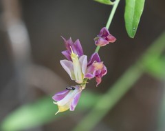 Rhinotropis cornuta fishiae