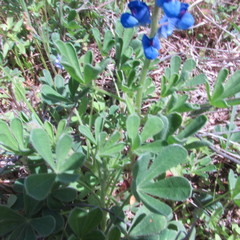 Lupinus subcarnosus