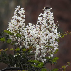 Pterolobium hexapetalum