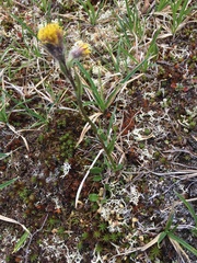 Tephroseris yukonensis