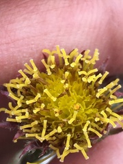 Tephroseris yukonensis