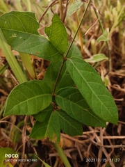 Ichnocarpus frutescens