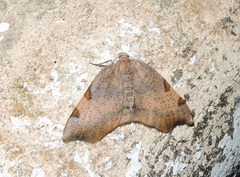Achrosis