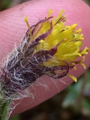 Tephroseris yukonensis