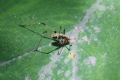 Phaneroptera nigroantennata