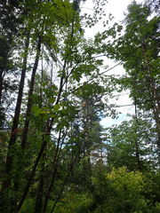 Acer glabrum douglasii