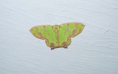 Agathia hemithearia