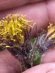 Tephroseris yukonensis