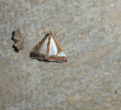 Agrioglypta eurytusalis