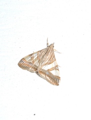 Agrioglypta zelimalis