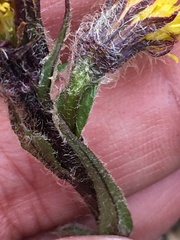 Tephroseris yukonensis