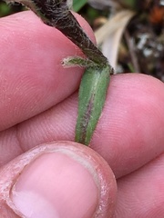 Tephroseris yukonensis